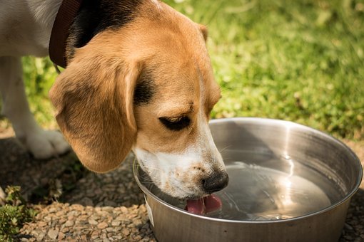 Beagle buvant de l'eau fraîche dans une gamelle pour s'hydrater par forte chaleur