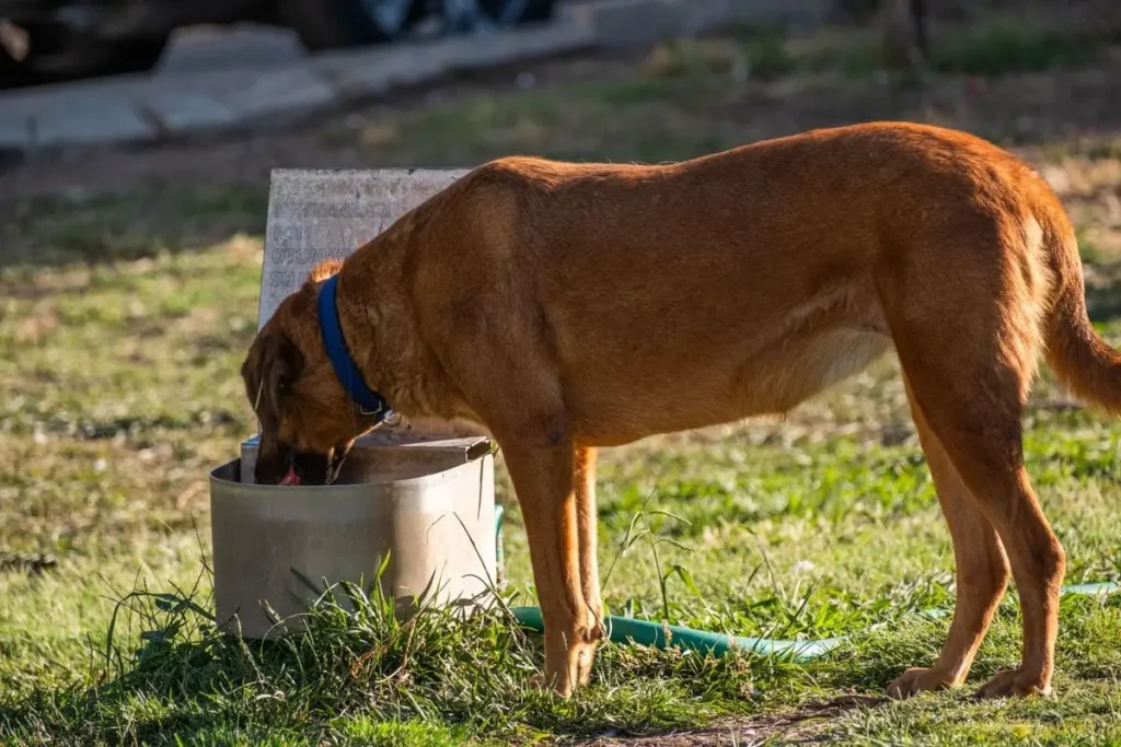 Chien buvant de l'eau dans un récipient extérieur pour se rafraîchir en période de canicule
