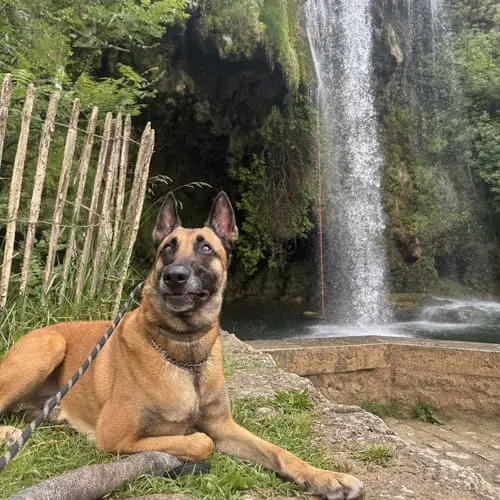 Swag, le chien malinois mascotte de Dans les Yeux d'une Meute