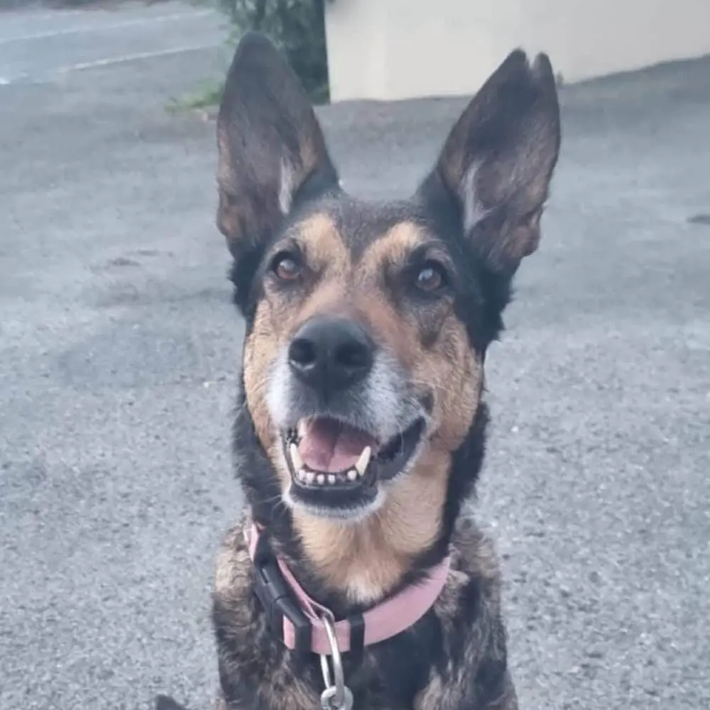 Kaya, chien accompagné par Dans les Yeux d'une Meute