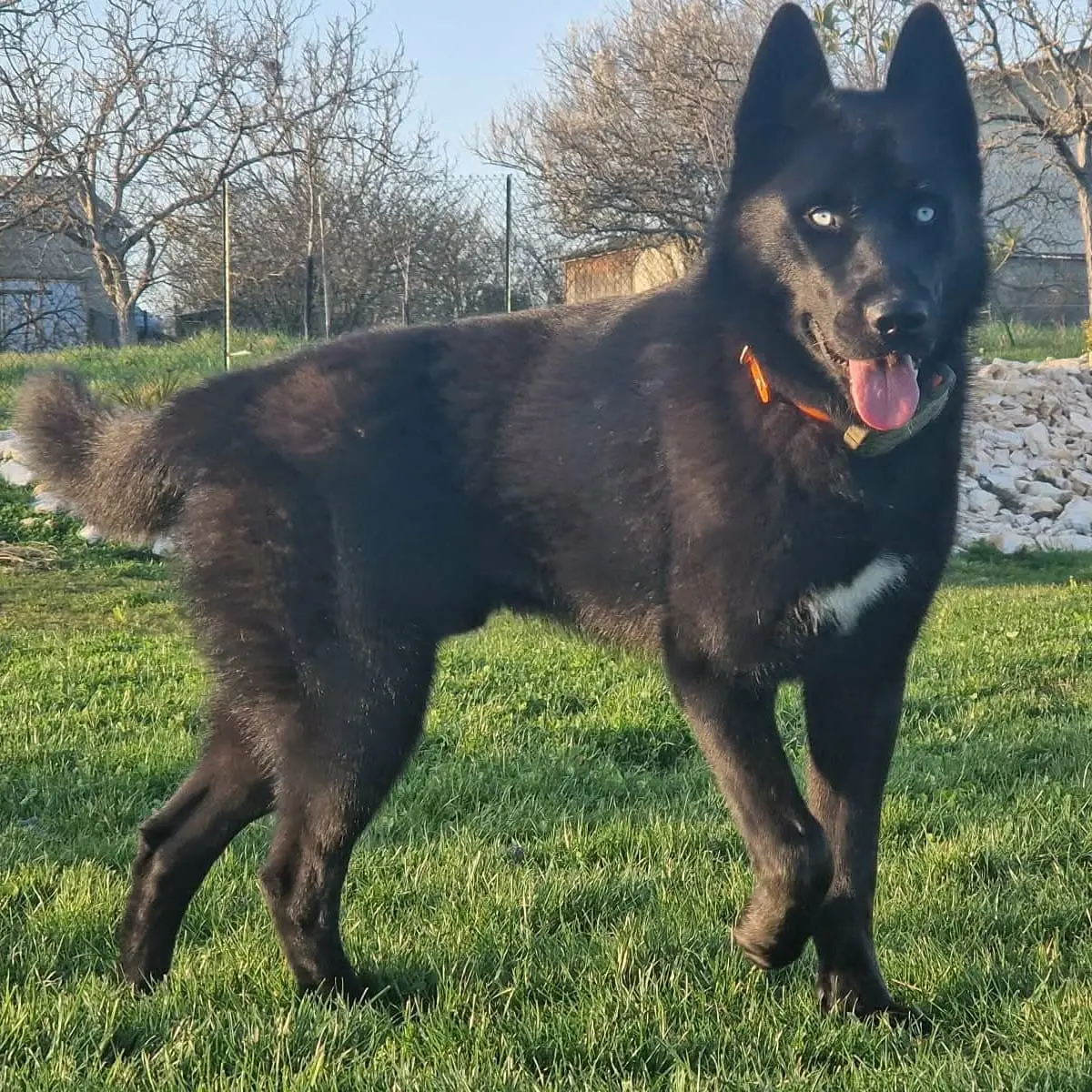 Alpha, chien accompagné par Dans les Yeux d'une Meute