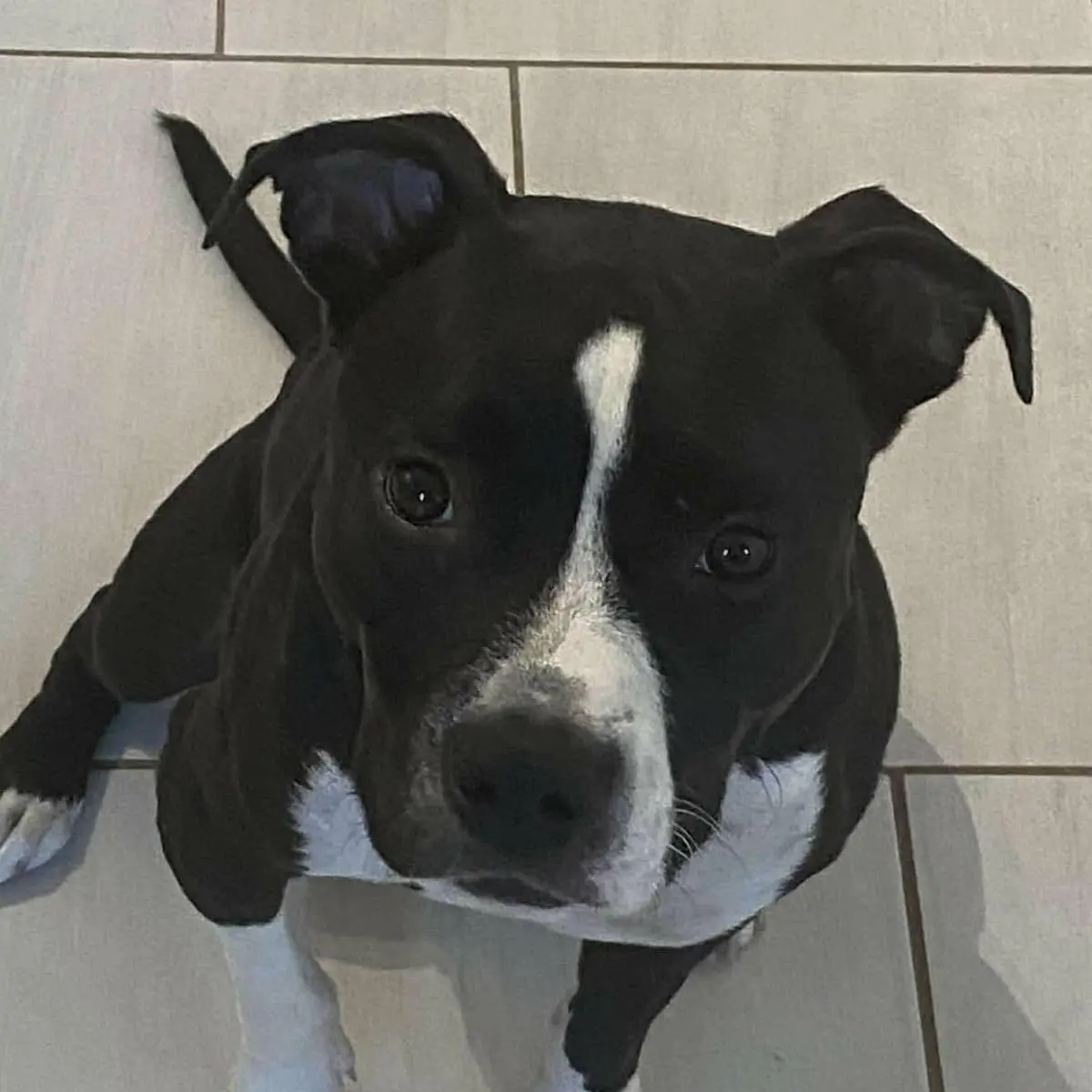 Alphy, chien accompagné par Dans les Yeux d'une Meute