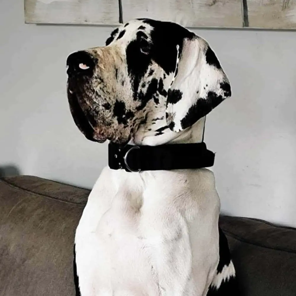 Joe, chien accompagné par Dans les Yeux d'une Meute