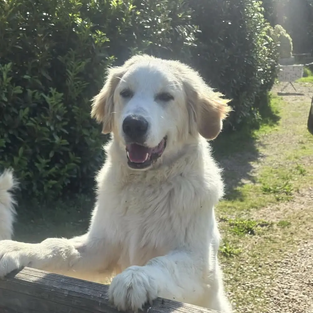 Aiko, chien accompagné par Dans les Yeux d'une Meute