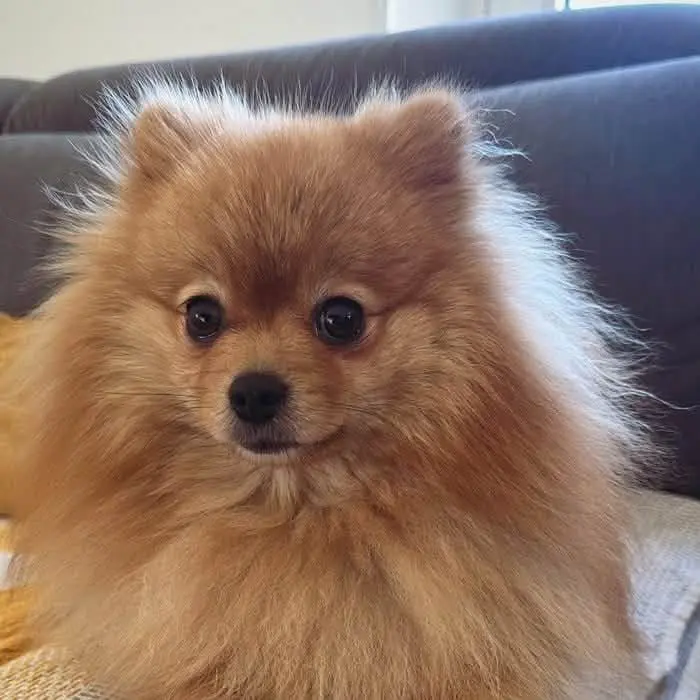 Flaff, chien accompagné par Dans les Yeux d'une Meute