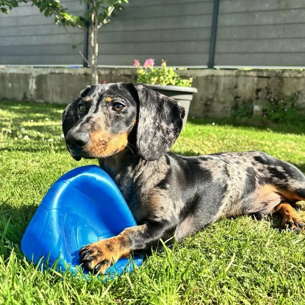 Flinky, chien accompagné par Dans les Yeux d'une Meute